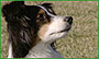 Dog Park Behavior