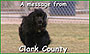 Dog Park Leash